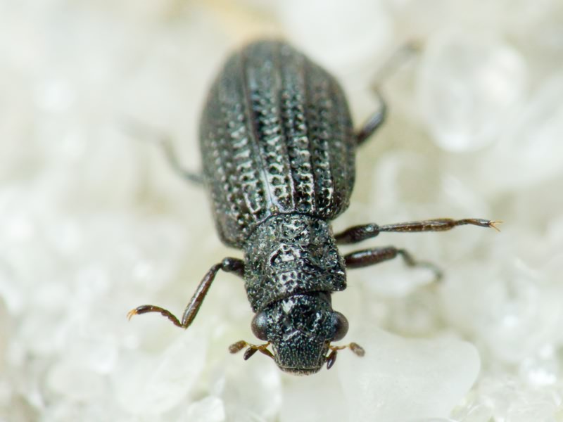 Hydrochus crenatus (Fabricius, 1792)